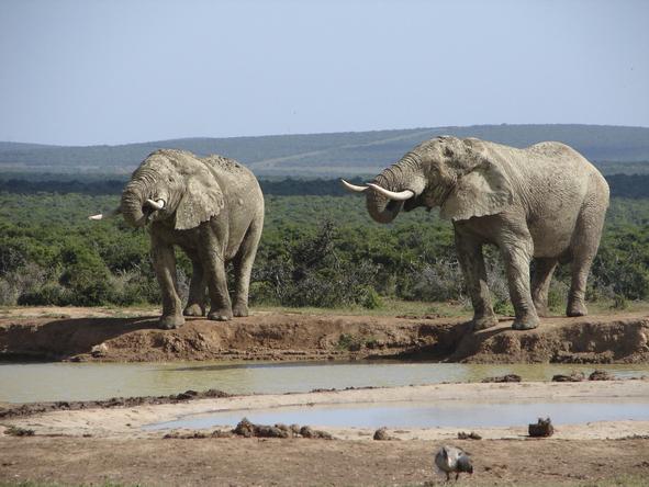 Elephant House - Wildlife
